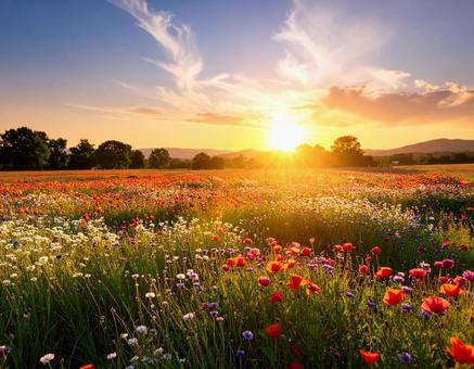 夕日に照らされる野生の花 花畑3 夕日に照らされる野生の花 花畑3の写真
