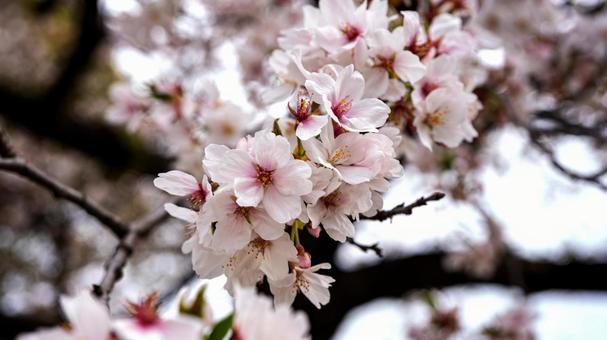 満開の桜のクローズアップ マクロ撮影 満開の桜のクローズアップ マクロ撮影の写真