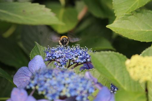 Honey gathering, JPG Honey gathering, JPG