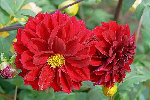 宝塚ダリア園　秋　ダリア776　ドワーフ 宝塚市,宝塚ダリア園,ダリアの写真素材