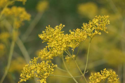 花畑のオミナエシの黄色いの花のアップ 花畑,オミナエシ,黄色いの写真素材