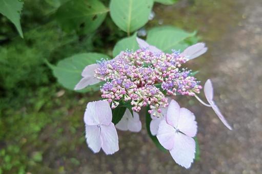 額紫陽花 額紫陽花の写真