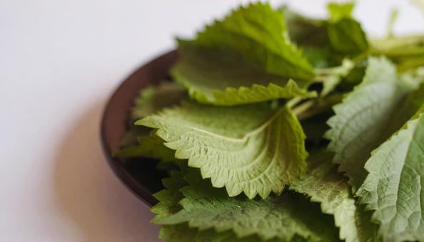 新鮮な青じそ 新鮮な青じその写真