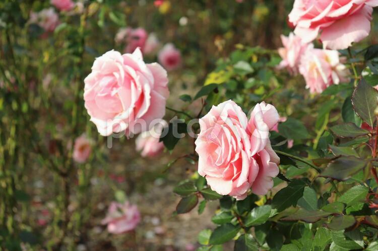 アメリカのピンクの薔薇、トーナメント・オブ・ローぜス 薔薇,トーナメント・オブ・ローぜス,アメリカ産の写真素材