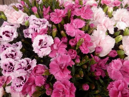 色とりどりのカーネーション カーネーション,花壇,花の写真素材