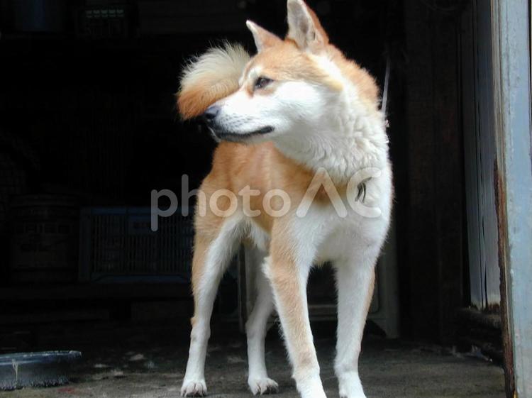 柴犬 柴犬,犬,ペットの写真素材