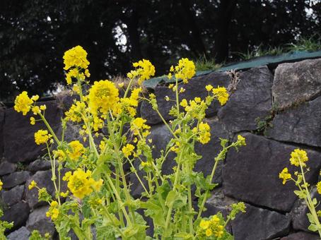 菜の花の写真
