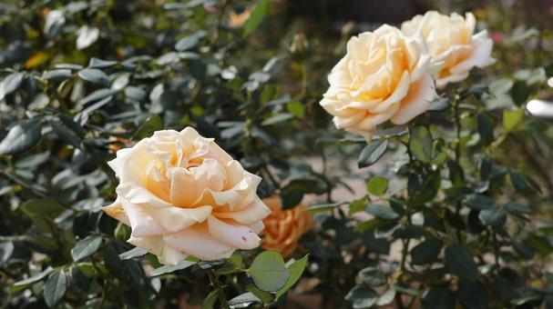 【花の写真】ばらの花 rose,植物,園芸の写真素材