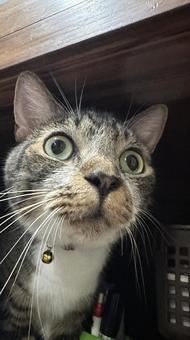 眼差し 眼差しの写真