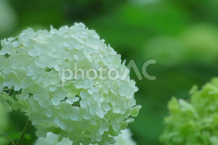 花模様ーアジサイーアナベル アナベル,花,アジサイの写真素材