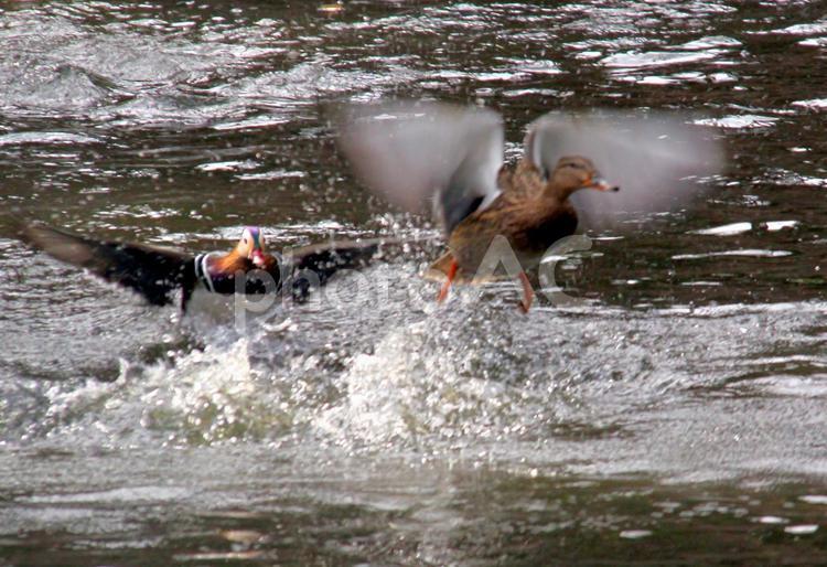 追いつ追われつ 追いつ追われつ,鳥,カモ類の写真素材