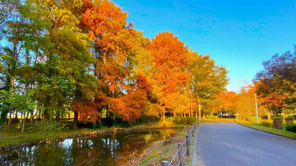 紅葉の北部公園（金沢） 紅葉,秋,公園の写真素材