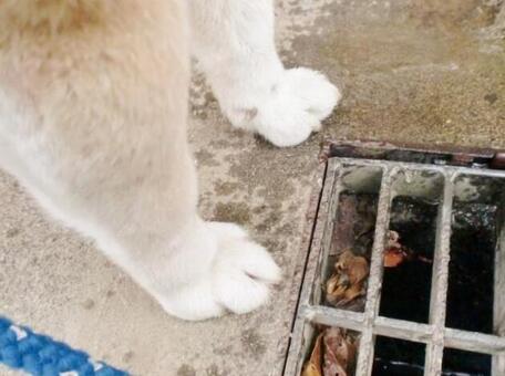 柴犬 柴犬の写真