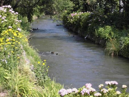 6月の川 6月の川の写真