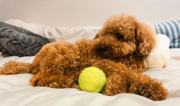 Photo, toy poodle, doggy, small dog, 