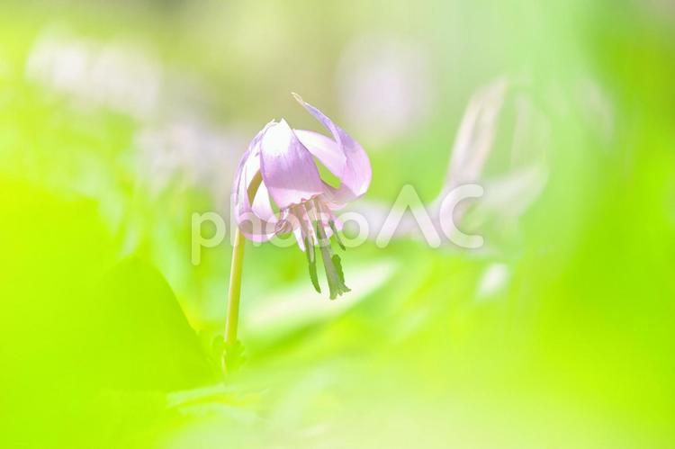 春を告げる花　カタクリ７ カタクリ,花,スプリング・エフェメラルの写真素材
