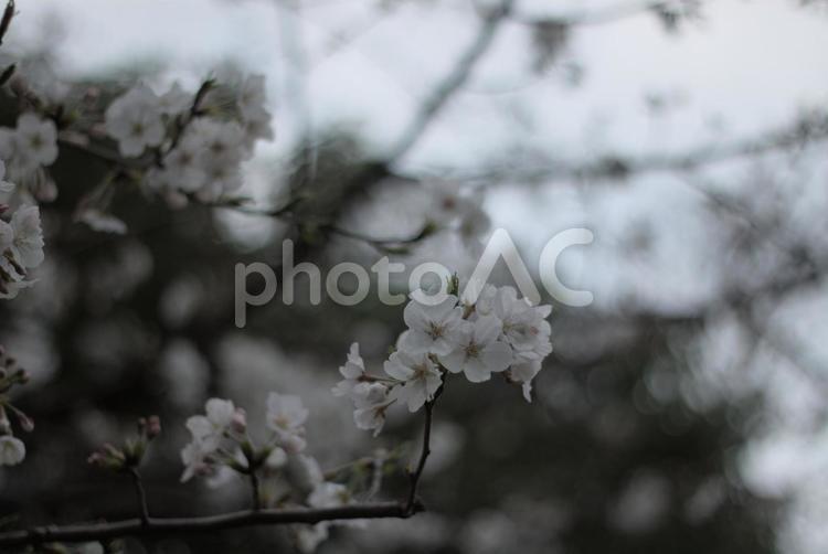 緑の木々に囲まれる桜 ピンク,かわいい,曇りの写真素材