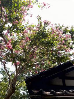妙立寺の夏景色 百日紅と寺の屋根 妙立寺の夏景色 百日紅と寺の屋根 妙立寺,忍者寺,金沢の写真素材