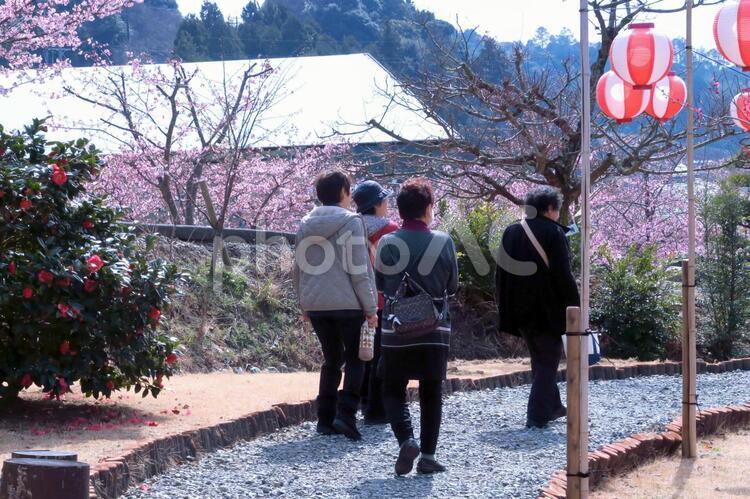 園内を散策する おしゃべり,さくら,のどかの写真素材