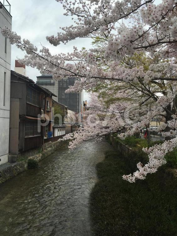 素材　川沿いの桜並木 ソメイヨシノ,木,風景の写真素材