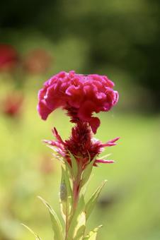 ケイトウ ケイトウの写真