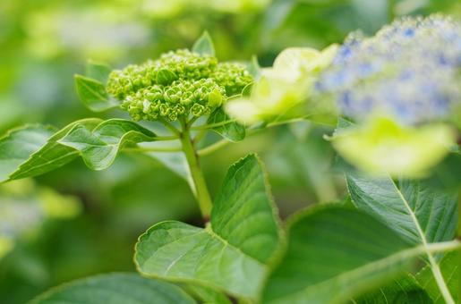 緑に包まれた、アジサイの息吹 緑に包まれた、アジサイの息吹 アジサイ,紫陽花,蕾の写真素材