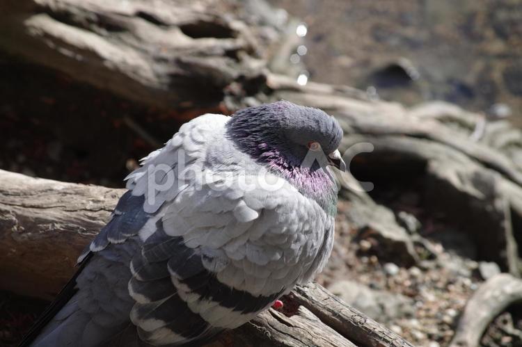 寒くてモフモフになる鳩 鳩,はと,ハトの写真素材