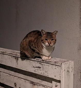 夜のモフモフ ねこ,生き物,のらねこの写真素材