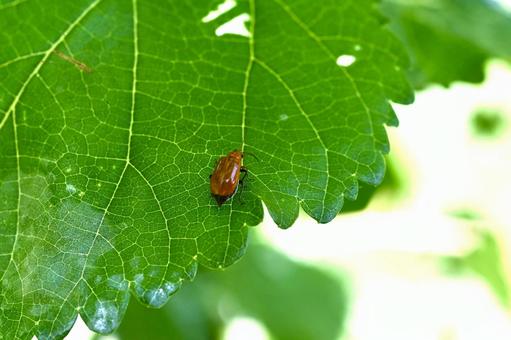 瓜科の葉を食べるウリハムシ 瓜科の葉を食べるウリハムシの写真