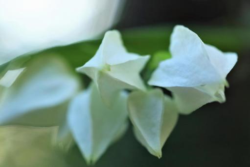 観葉植物 観葉植物の写真