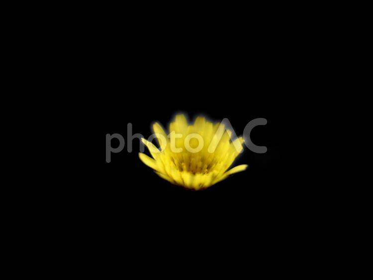 黄色い花 花,黄色,野芥子の写真素材