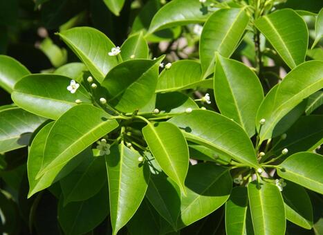 イヌツゲ イヌツゲ,犬黄楊,齒葉冬青の写真素材