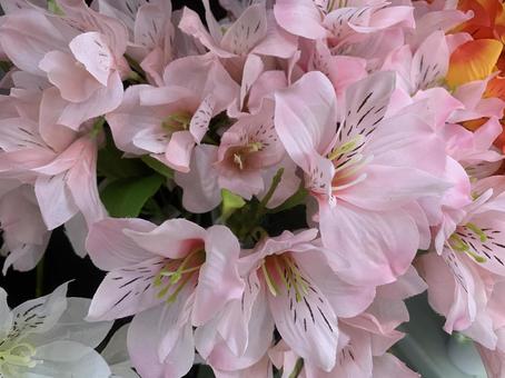 ユリ　花の写真