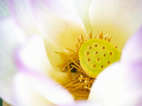 ハスの花は朝開く ハスの花は朝開くの写真
