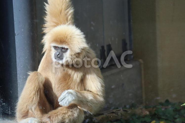 シロテナガザルのアップの風景 シロテテナガザル,動物,テナガザルの写真素材