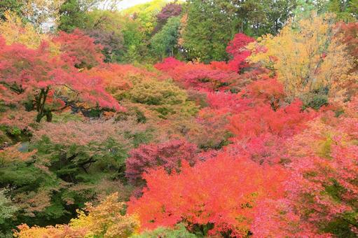 山奥の紅葉 紅葉,もみじ,秋の写真素材