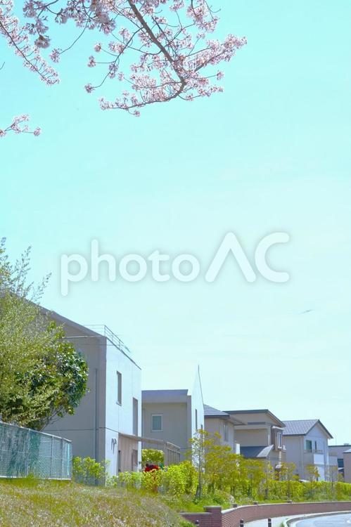 桜と住宅（中央スペース） 桜,空,住宅街の写真素材