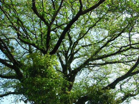 Age, wood, tree, green, JPG