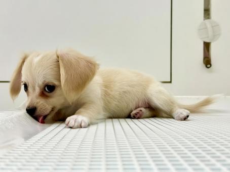 チワワ×ミニチュアダックスフンド　男の子 犬,チワワ,ワンコの写真素材