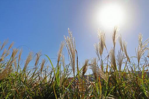 すすき　青空　太陽　海　山地 すすき,穂,空の写真素材