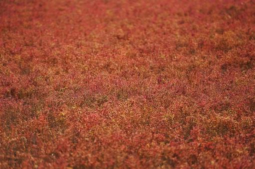 佐賀 干潟よか公園 シチメンソウ8 シチメンソウ,七面草,干潟よか公園の写真素材