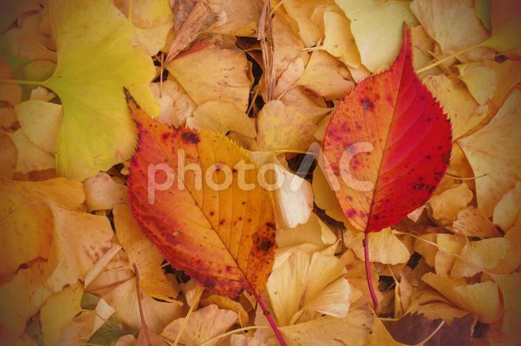 秋の日の銀杏（イチョウ）の葉と紅葉した葉っぱたち  銀杏,イチョウ,紅葉の写真素材