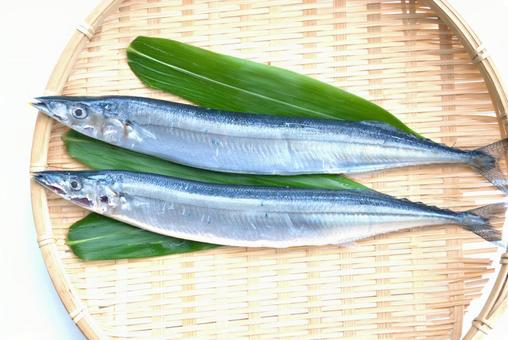 ザルにのせたサンマ ザルにのせたサンマ さんま,生魚,秋刀魚の写真素材