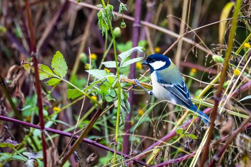 シジュウカラ(90)の写真