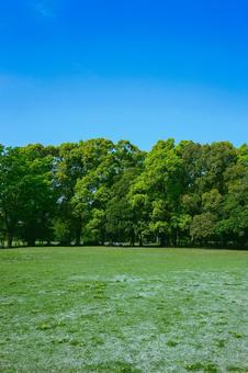 緑の公園 緑の公園 木,公園,森の写真素材
