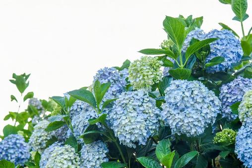 紫陽花　梅雨明け　梅雨入りの写真
