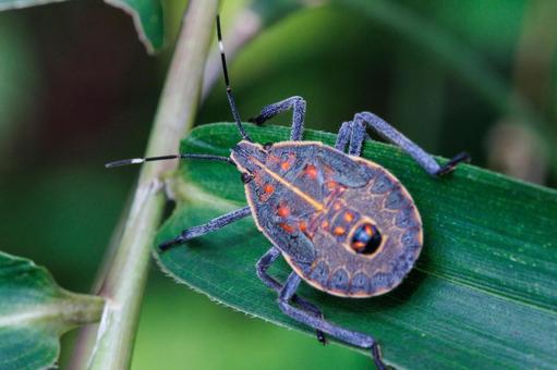 葉にとまるキマダラカメムシ 葉にとまるキマダラカメムシ 昆虫,虫,自然の写真素材