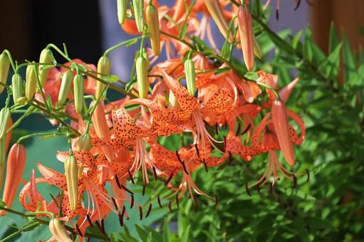 Photo, 鬼百合の花, mukago, the season, 