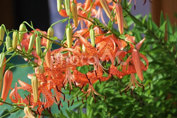 鬼百合の花を見つけて撮りました 鬼百合の花,ムカゴ,季節の写真素材