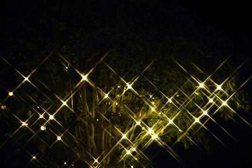 樹木を飾るイルミネーションの輝き イルミネーション,ライトアップ,樹木の写真素材